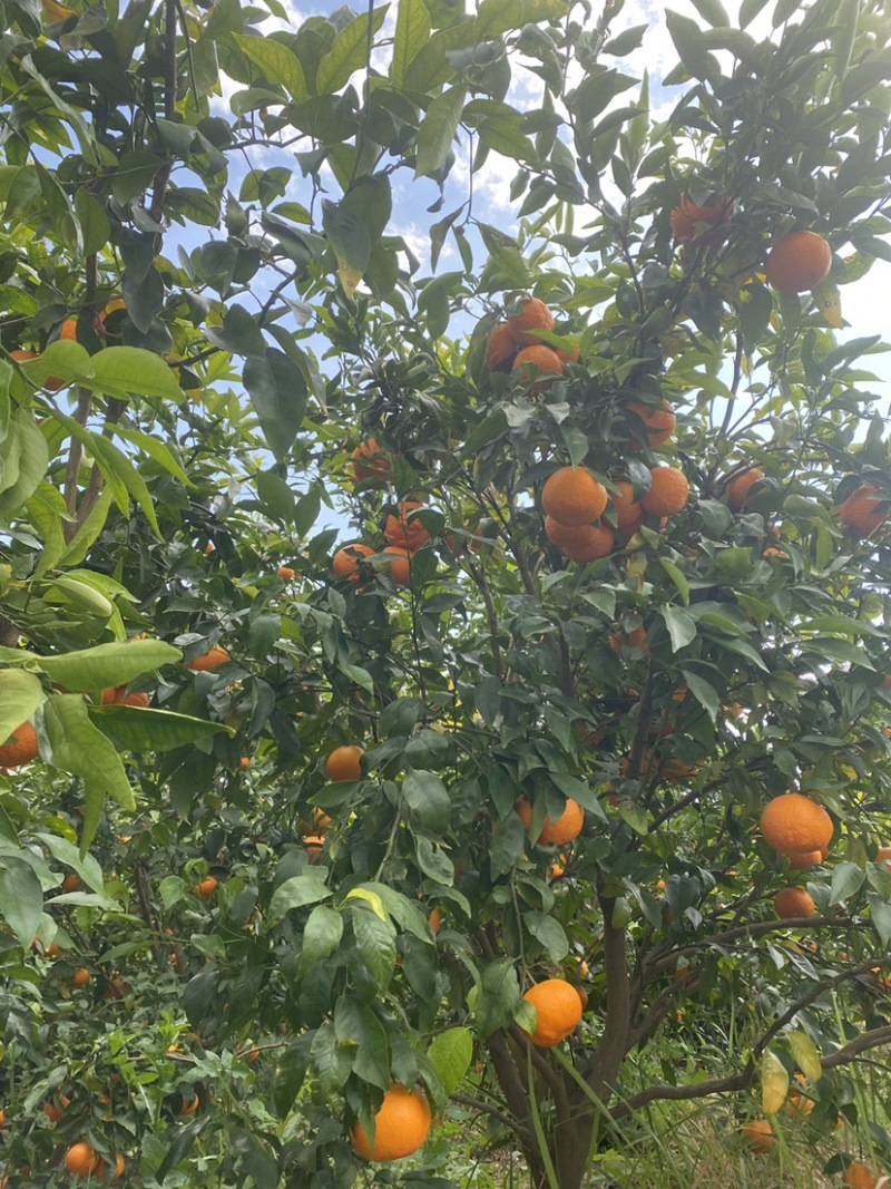 云南沃柑黄金酸甜比