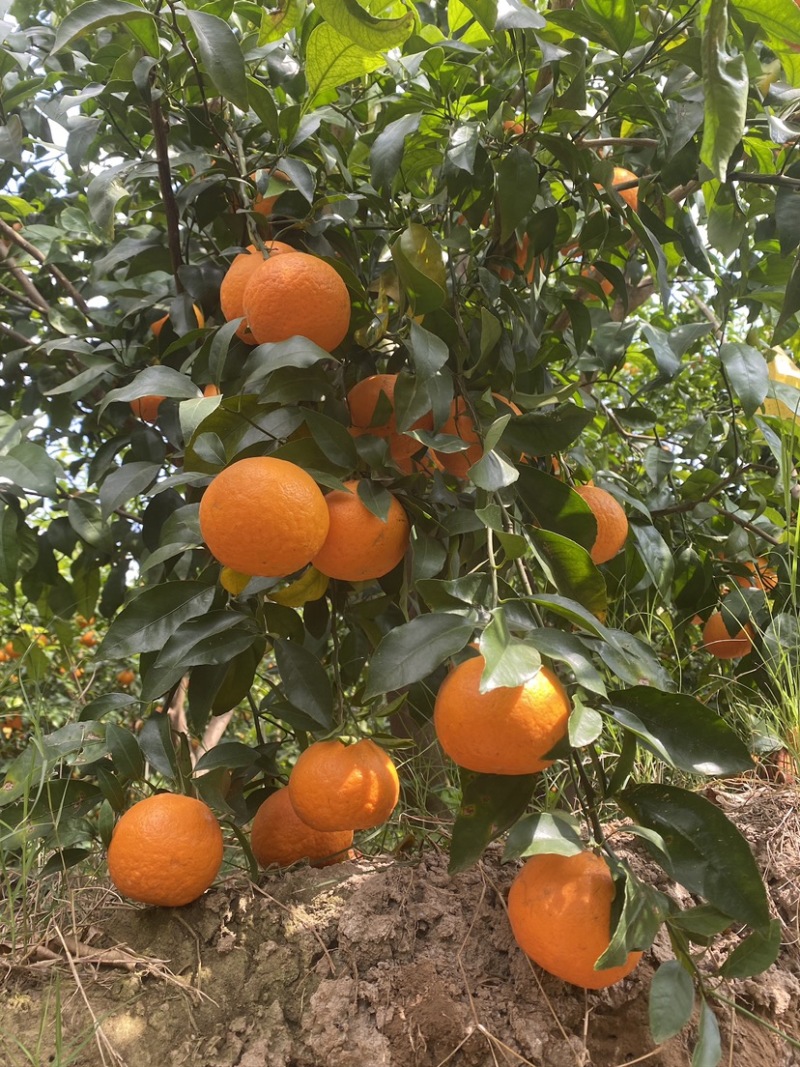云南沃柑黄金酸甜比