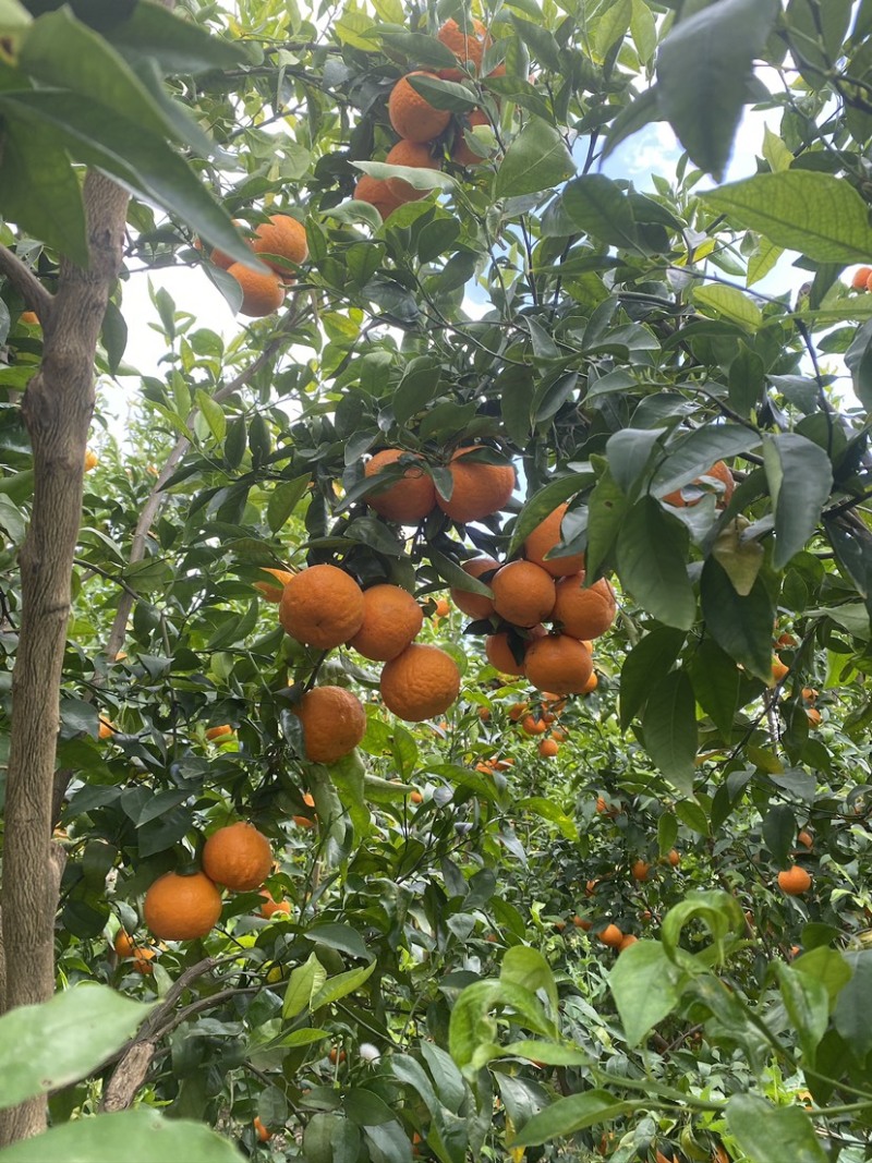 云南沃柑黄金酸甜比