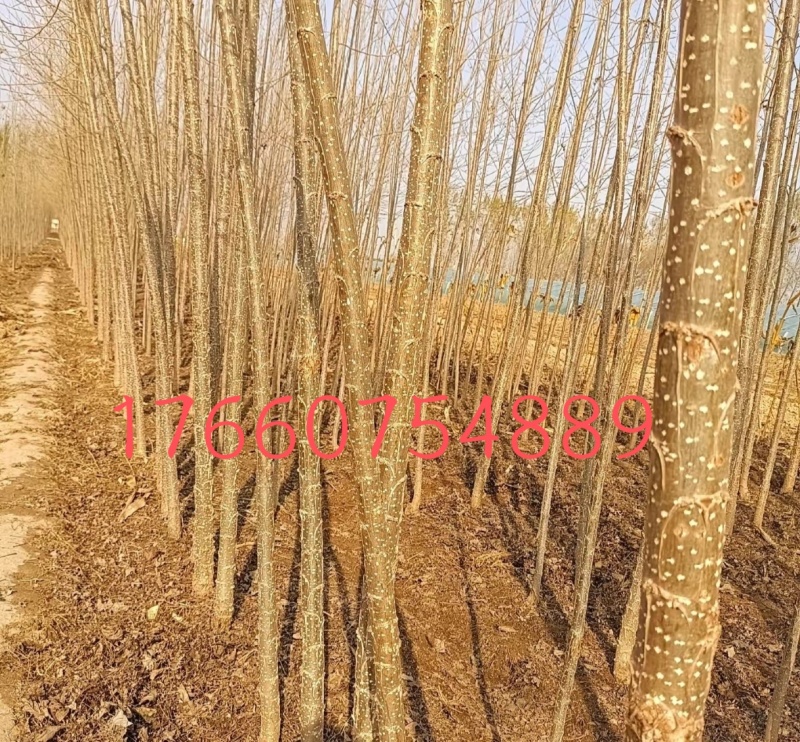 107无絮杨树苗