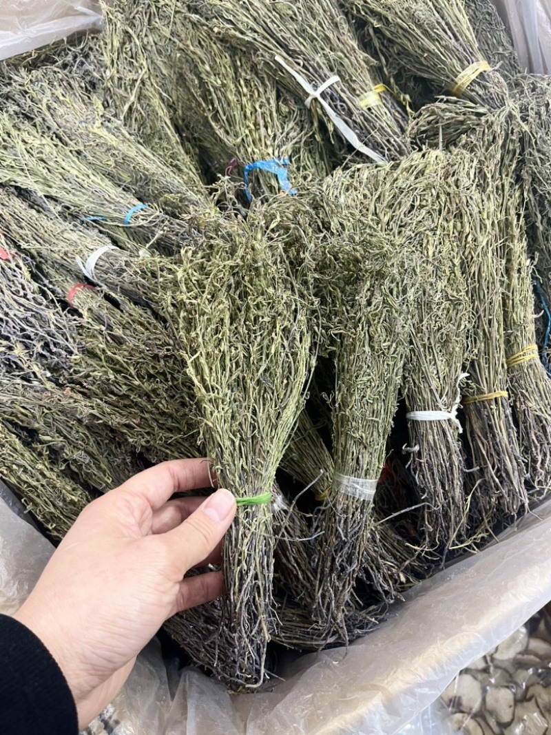 独脚金甘积草独脚金独脚金实物拍摄青绿