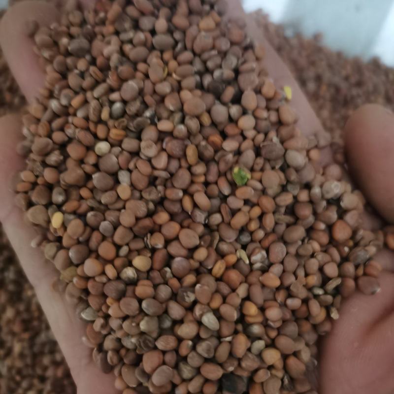 莱菔子萝卜籽泽润中药批发零售各种中药材