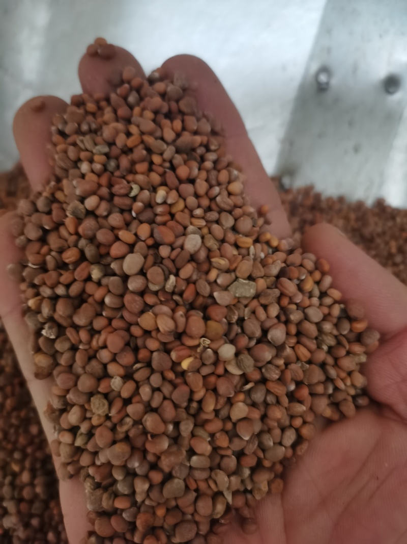 莱菔子萝卜籽泽润中药批发零售各种中药材