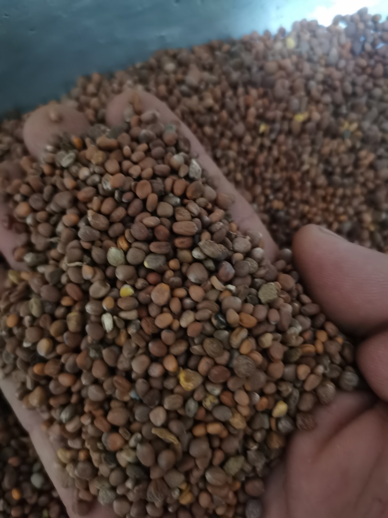 莱菔子萝卜籽泽润中药批发零售各种中药材