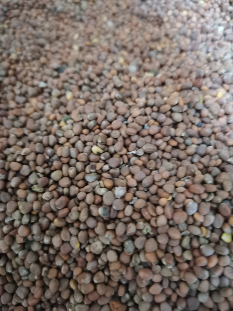 莱菔子萝卜籽泽润中药批发零售各种中药材