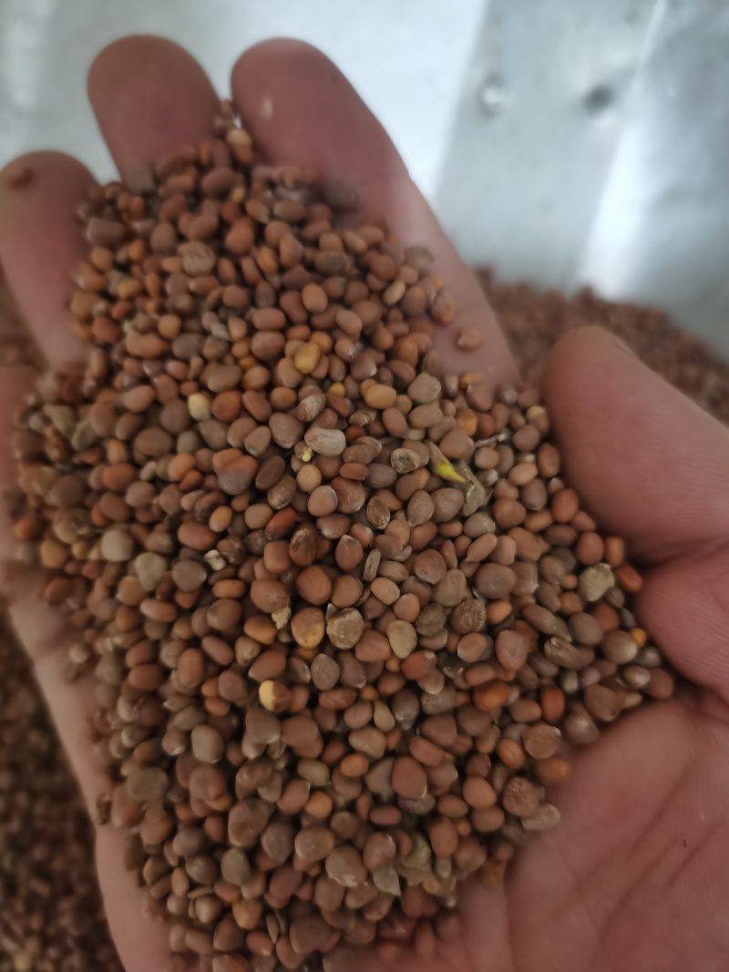 莱菔子萝卜籽泽润中药批发零售各种中药材