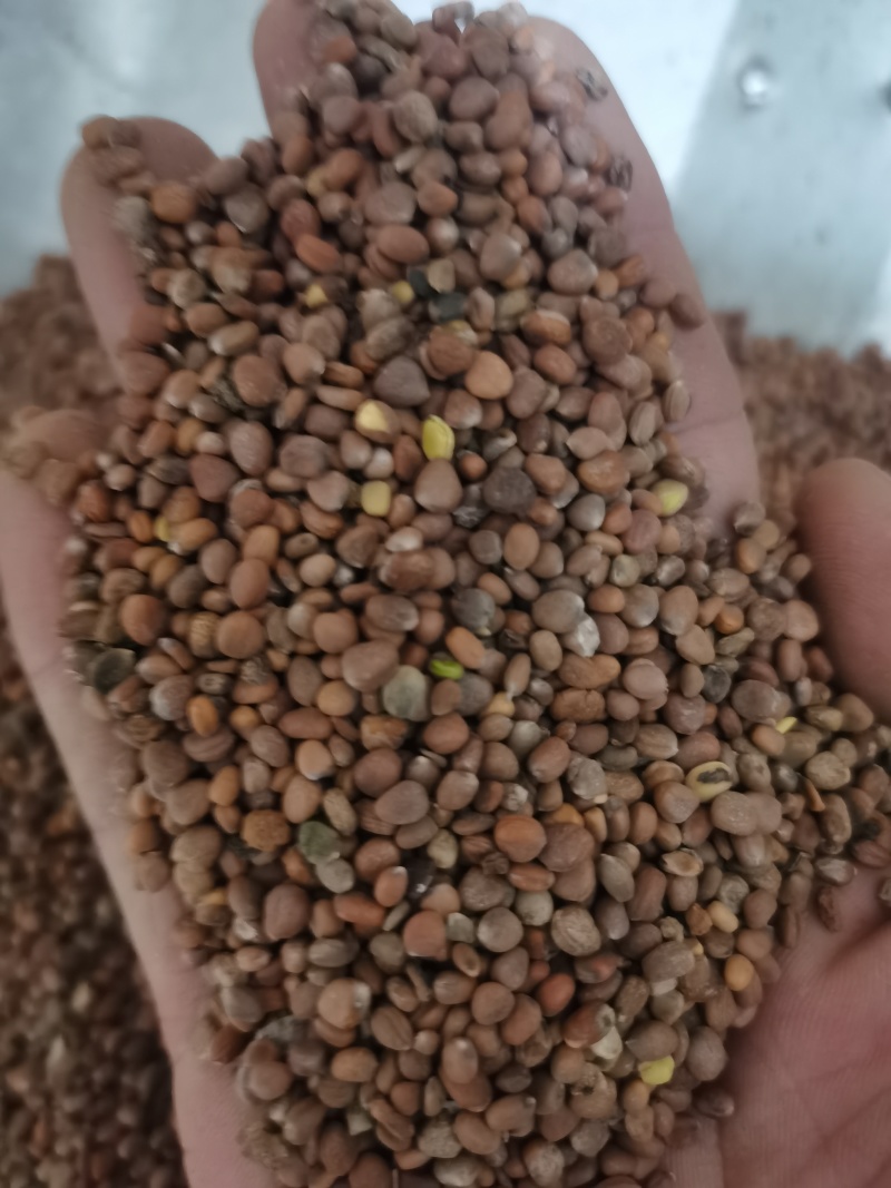 莱菔子萝卜籽泽润中药批发零售各种中药材