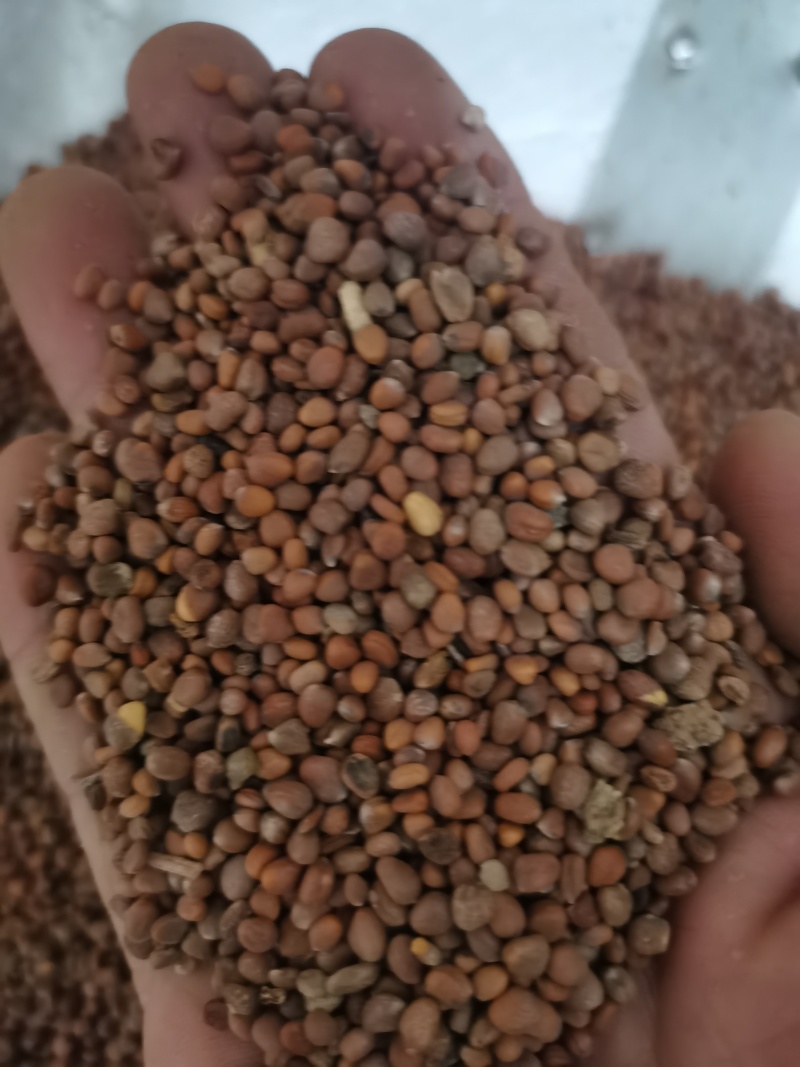 莱菔子萝卜籽泽润中药批发零售各种中药材
