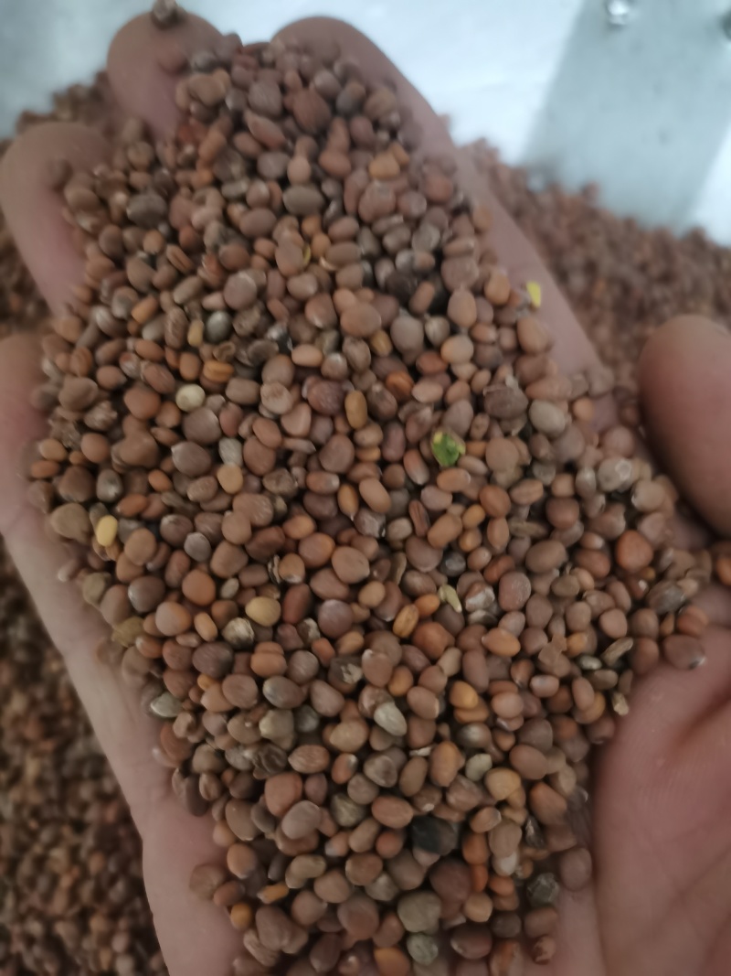 莱菔子萝卜籽泽润中药批发零售各种中药材