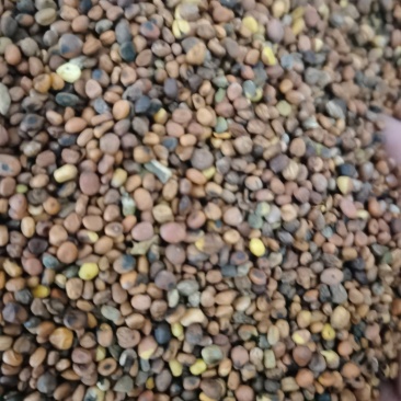 莱菔子炒莱菔子泽润中药批发零售各种中药材