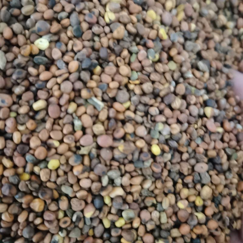 莱菔子炒莱菔子泽润中药批发零售各种中药材