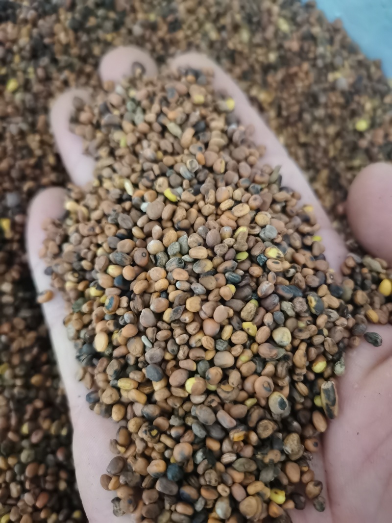 莱菔子炒莱菔子泽润中药批发零售各种中药材