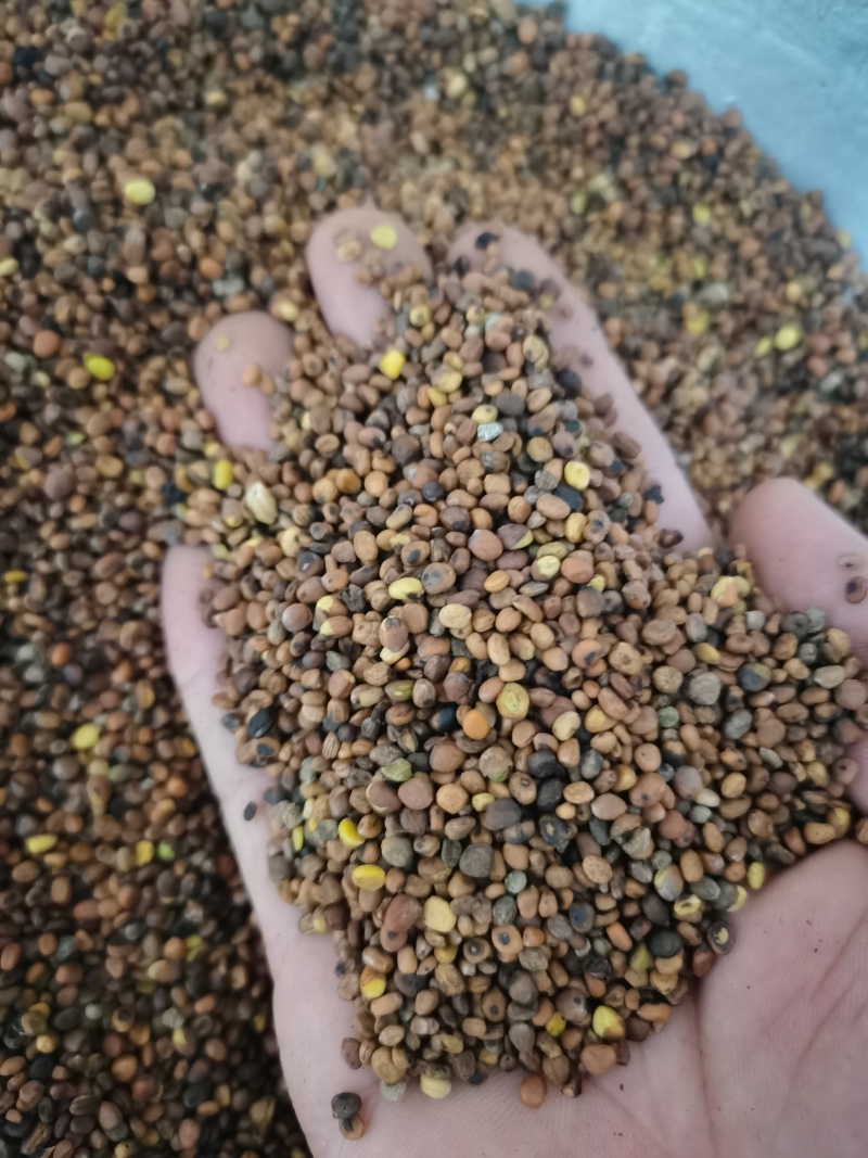莱菔子炒莱菔子泽润中药批发零售各种中药材
