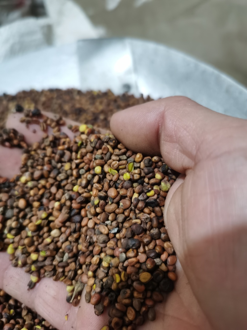 莱菔子炒莱菔子泽润中药批发零售各种中药材