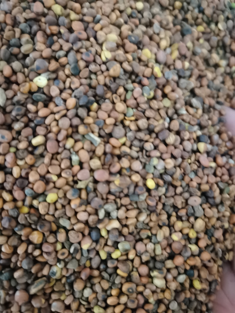 莱菔子炒莱菔子泽润中药批发零售各种中药材