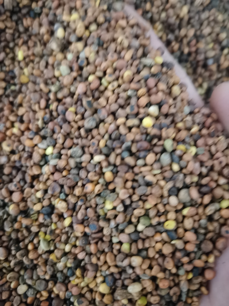 莱菔子炒莱菔子泽润中药批发零售各种中药材