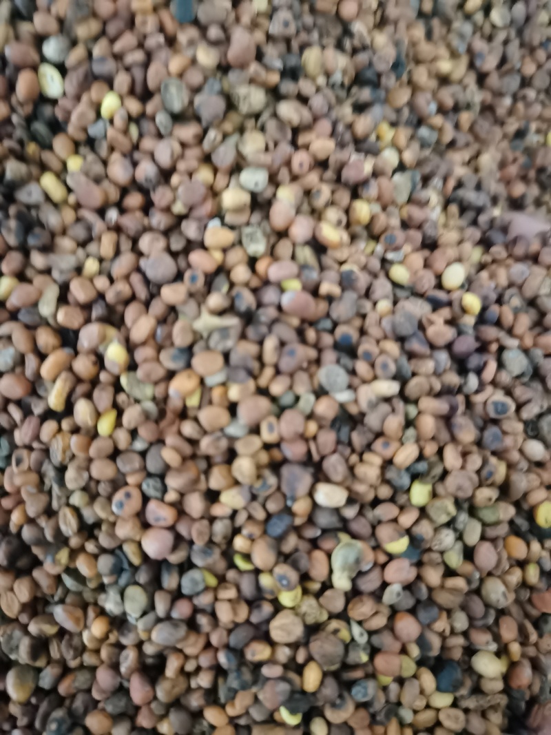 莱菔子炒莱菔子泽润中药批发零售各种中药材