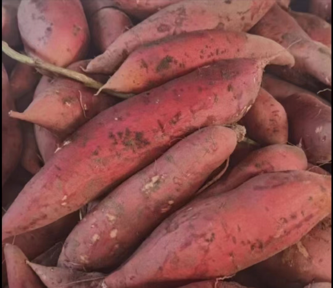 红薯与红苕名称对比图