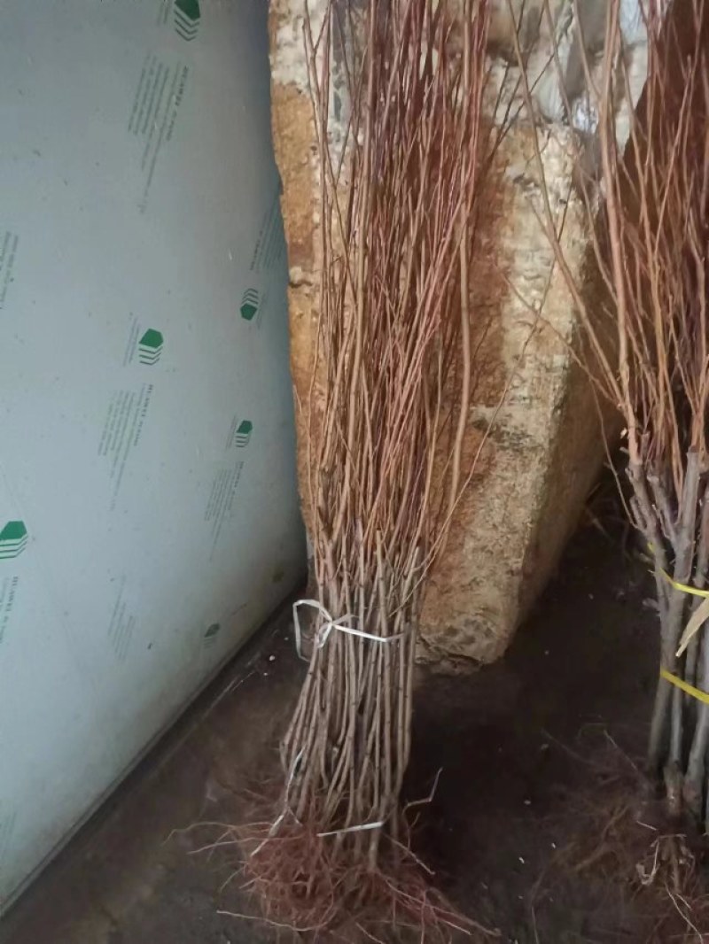 吉盛桃李树苗，晚红，晚黄李子树苗