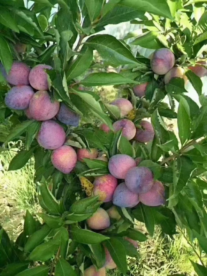 吉盛桃李树苗，晚红，晚黄李子树苗