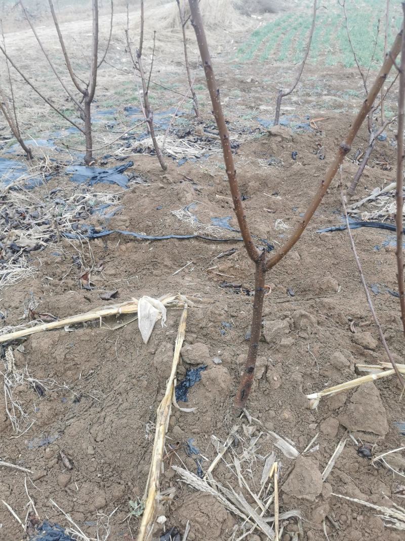 车厘子树苗产地直发烟台车厘子树苗自家基地