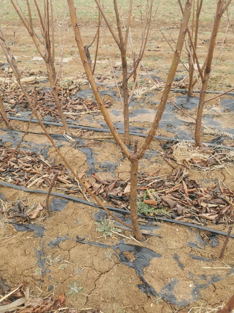 车厘子树苗产地直发烟台车厘子树苗自家基地