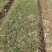 安徽宿州元胡种子种植大量供应对接全国市场量大从优欢迎咨询
