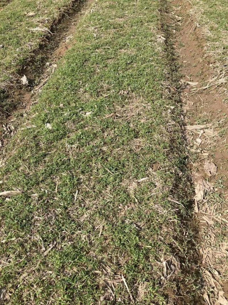 安徽宿州元胡种子种植大量供应对接全国市场量大从优欢迎咨询