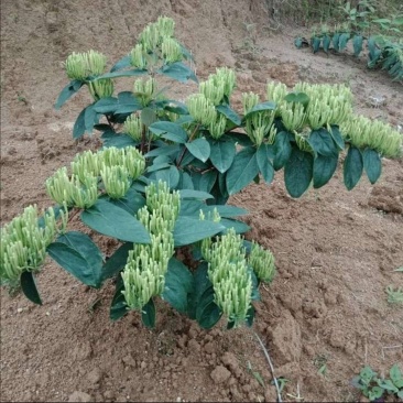 湘蕾金银花5号。高产不开花，好采摘，好管理
