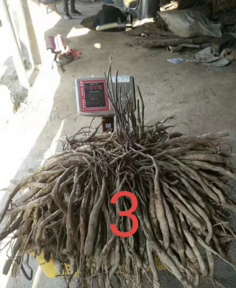 紫花百部种子白花种子种子饱满发芽好开裂采摘