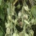 紫花百部种子白花种子种子饱满发芽好开裂采摘