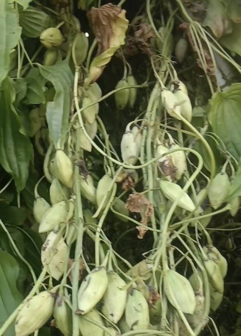 紫花百部种子白花种子种子饱满发芽好开裂采摘