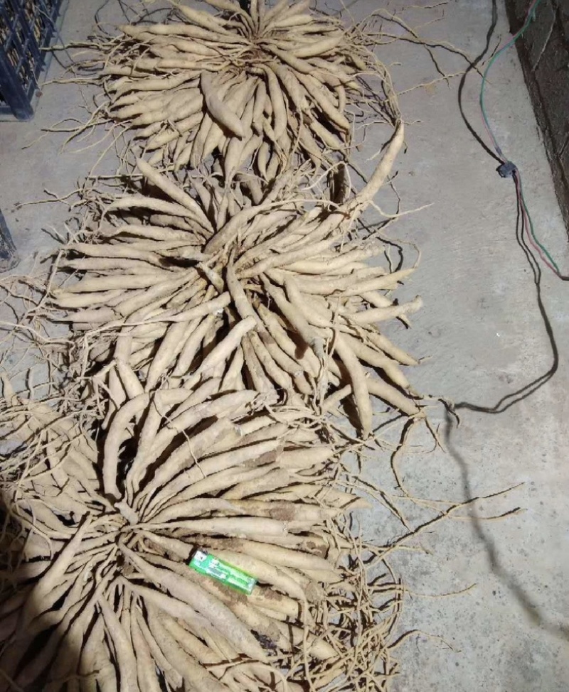 紫花百部种子白花种子种子饱满发芽好开裂采摘