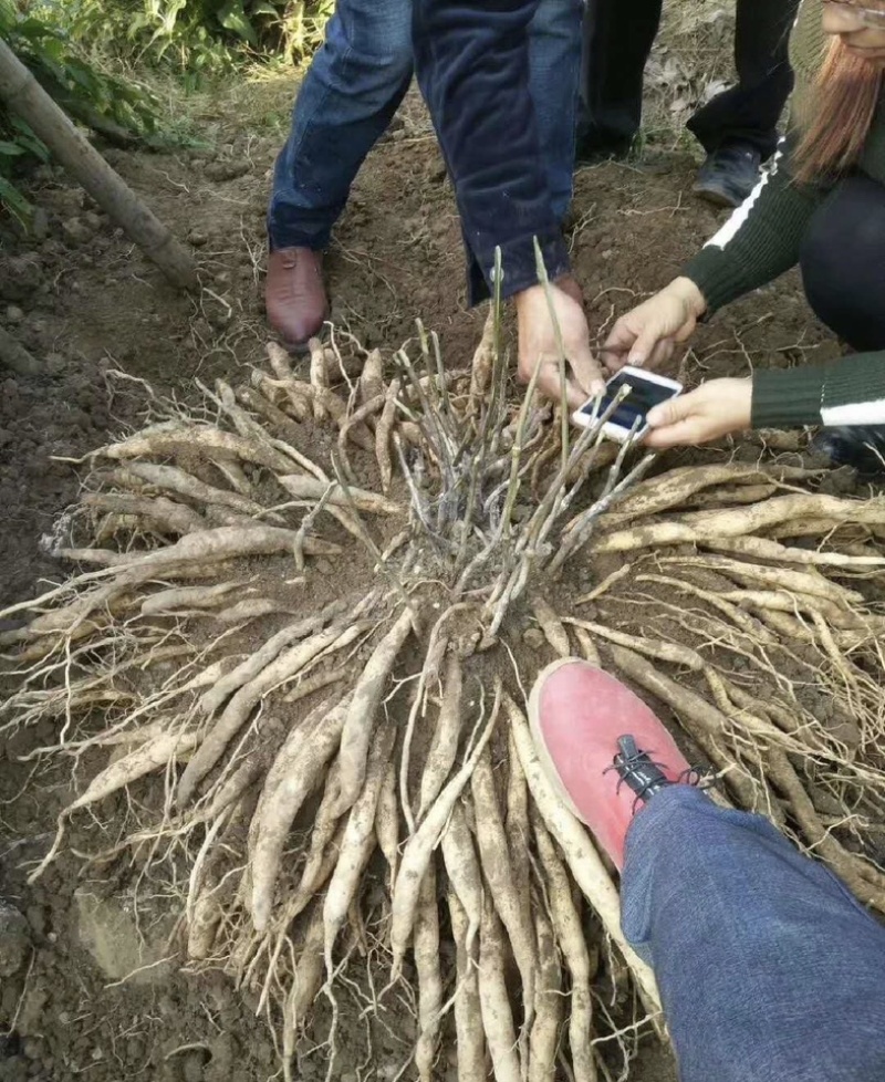 紫花百部种子白花种子种子饱满发芽好开裂采摘