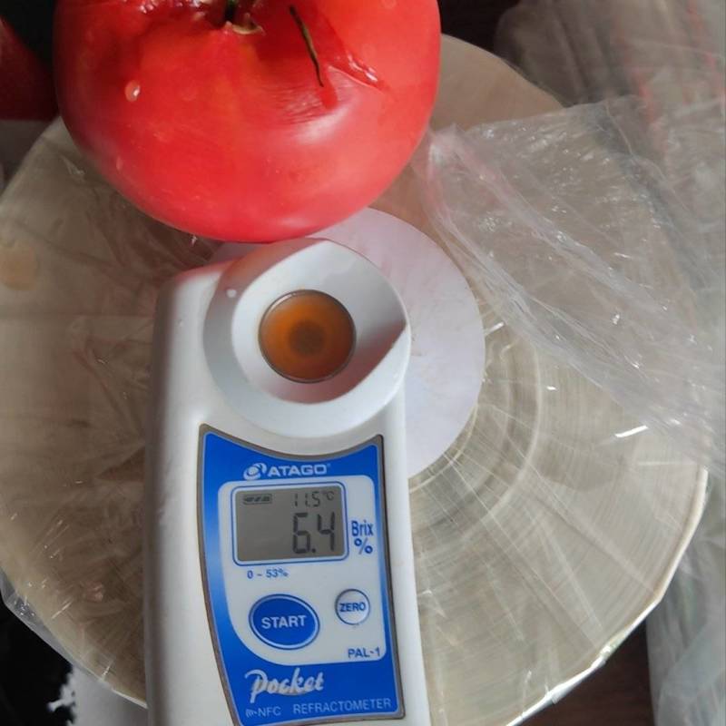 老味道西红柿，口感番茄小时候的味道
