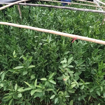 优良小苗早熟小苗