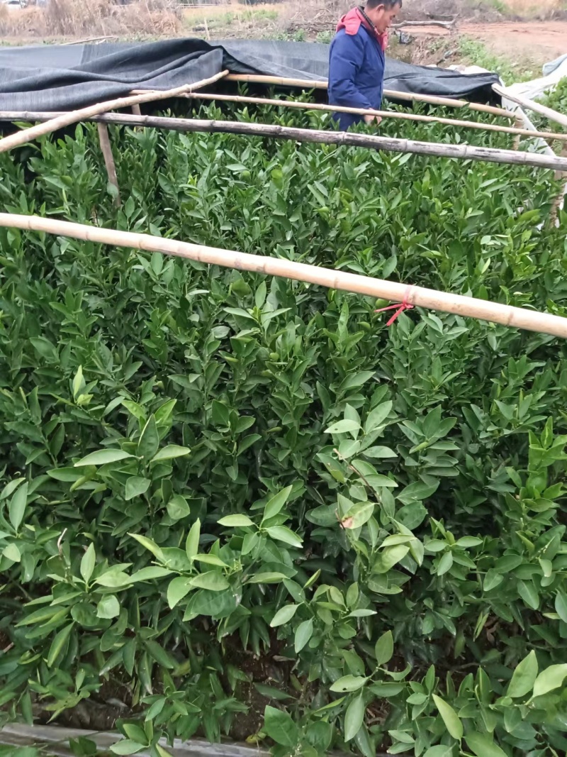 优良小苗早熟小苗