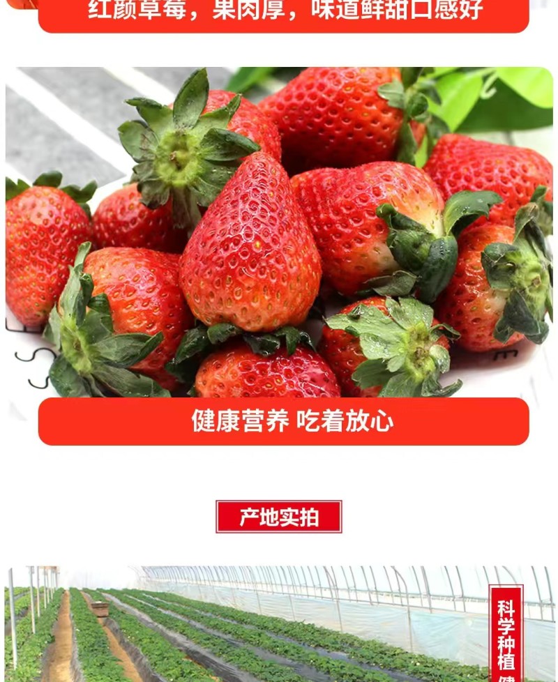 草莓
