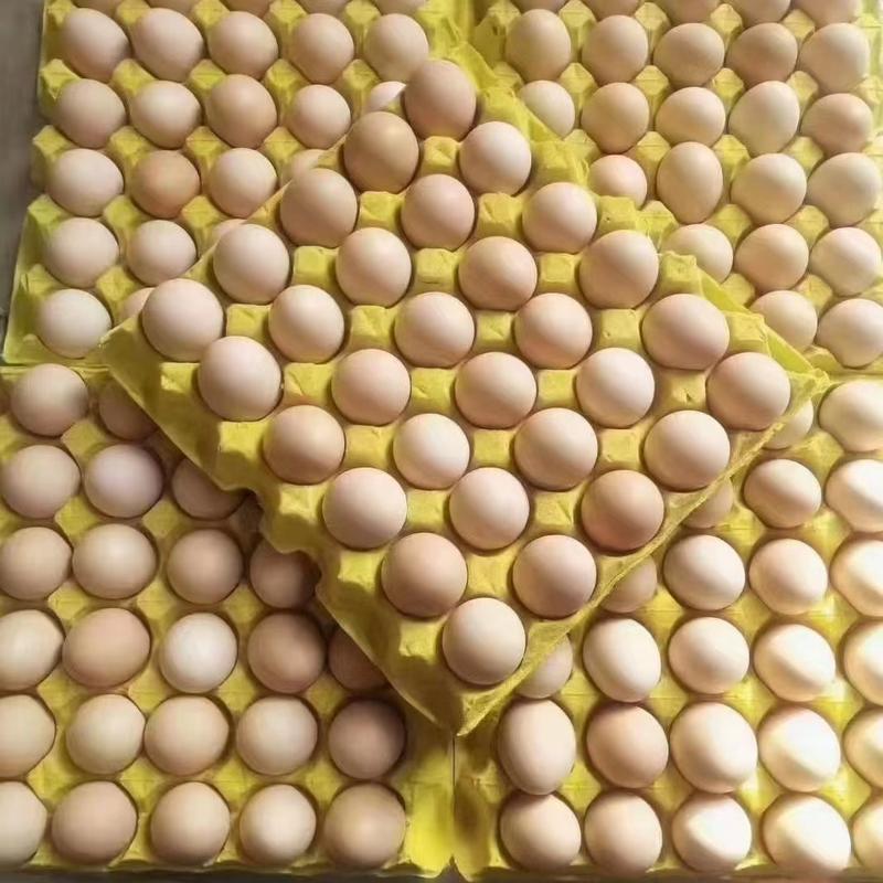 粉壳鲜鸡蛋