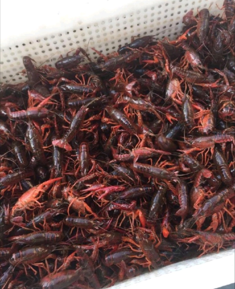 湖北小龙虾，一手货源，大中小规格齐全，产地直供