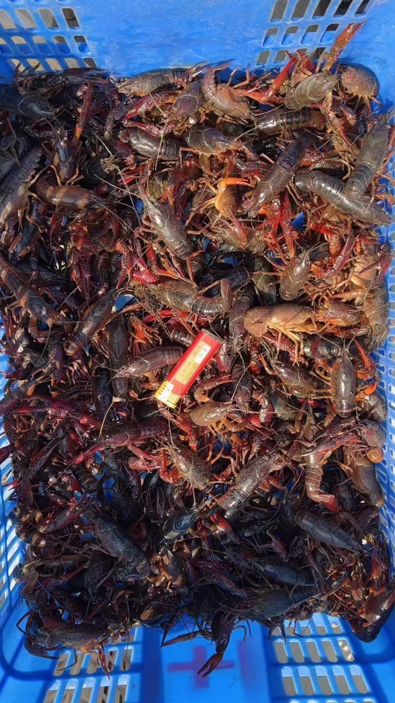 湖北小龙虾，一手货源，大中小规格齐全，产地直供