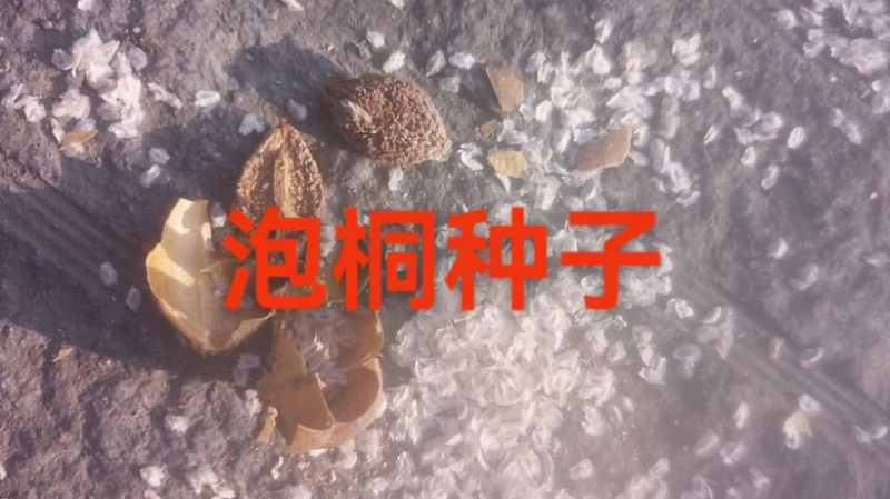 泡桐种子大量出售