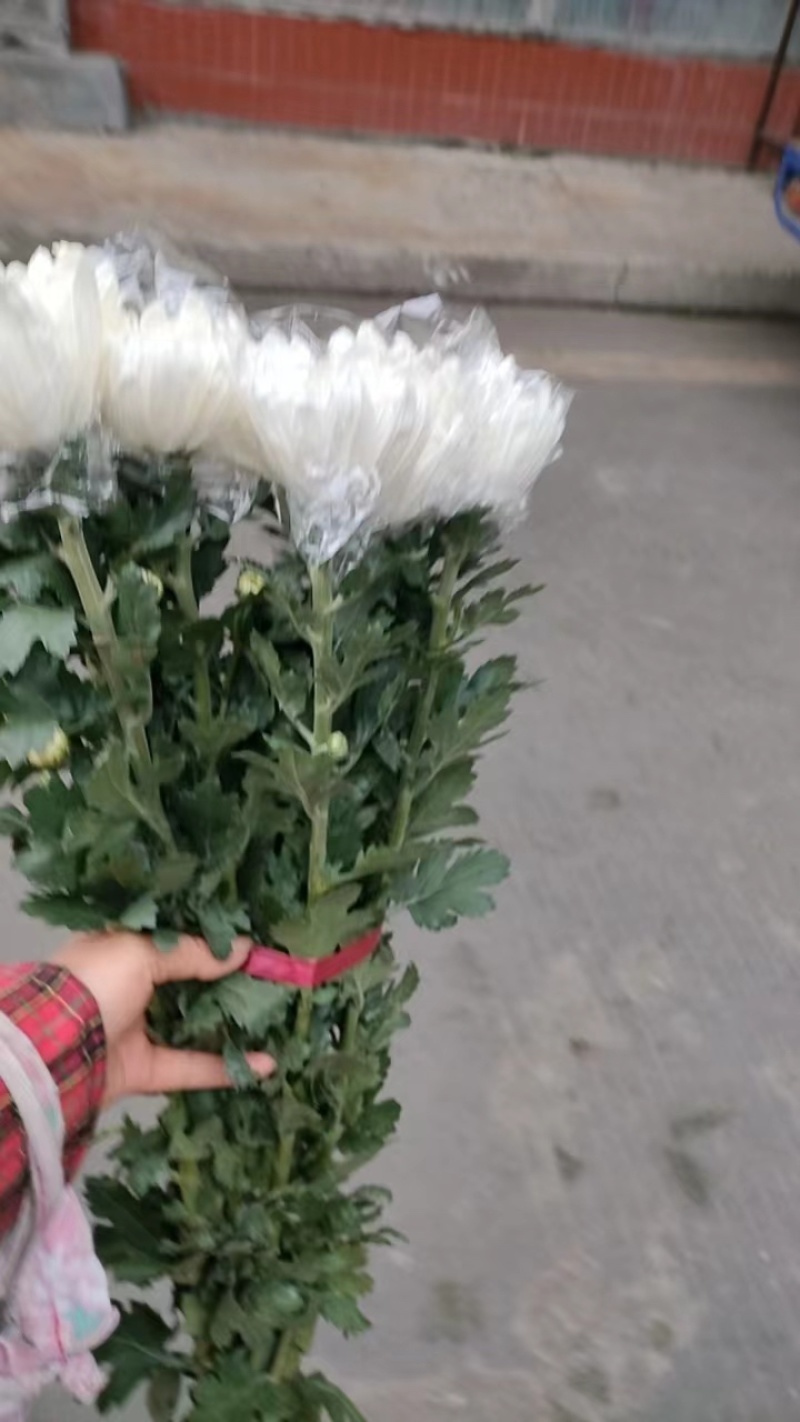 广州清明鲜切花黄菊白菊花