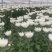 广州清明鲜切花黄菊白菊花