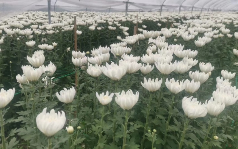 广州清明鲜切花黄菊白菊花
