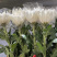 广州清明鲜切花黄菊白菊花