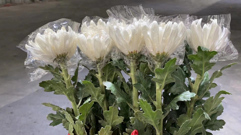 广州清明鲜切花黄菊白菊花