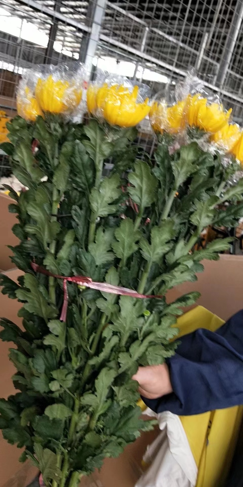 广州清明鲜切花黄菊白菊花