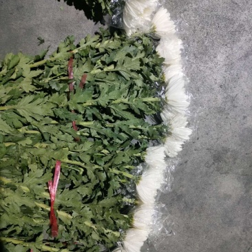 广州清明鲜切花黄菊白菊花