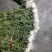 广州清明鲜切花黄菊白菊花